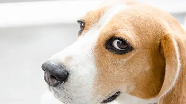 dogs can detect liars