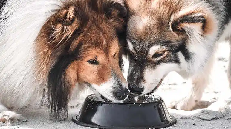 dogs food bowl sharing