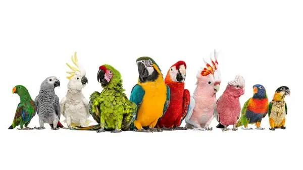 fascinating parrot facts