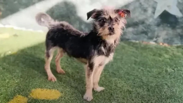 guy finds a treasure at the dollar store and it barks