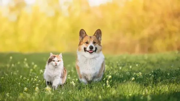 keeping pets pest free
