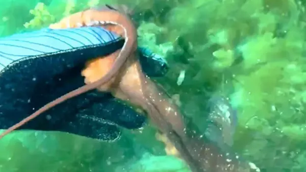 octopus leads diver to hidden treasure by grabbing her hand
