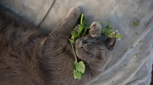 olfactory enrichment for cats