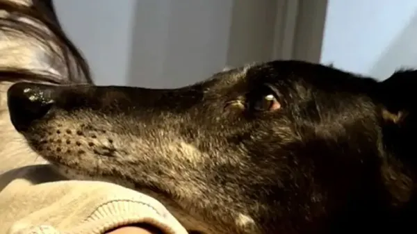 racing dog finds a loving home after 5 years
