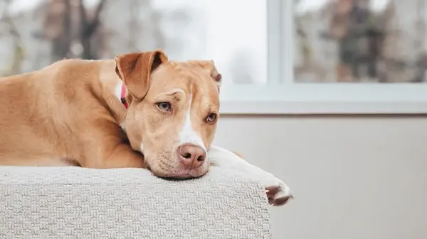 separation anxiety in dogs