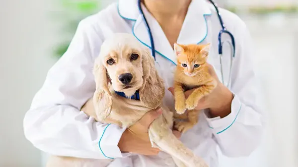 wellness checkup forpets