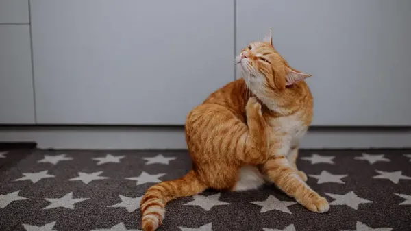 cats mites