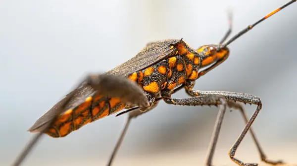chagas disease