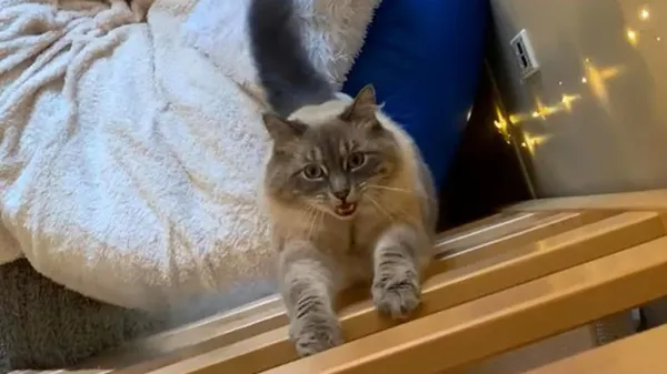 daphne is the purrfect roommate