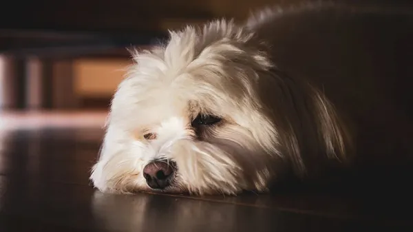 depression in dogs