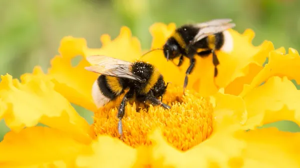 do bumblebees play for fun