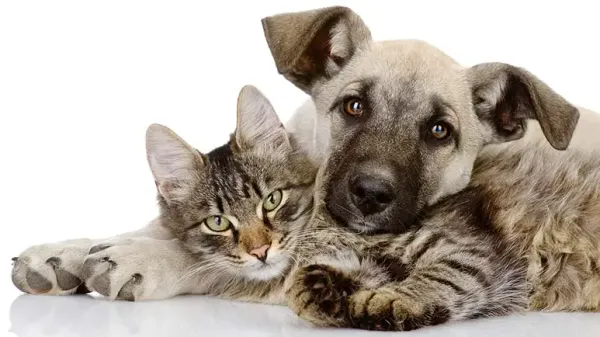 dog cat constipation