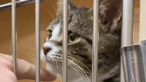 otie the cat who stole our hearts