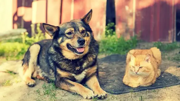 pet summer safety