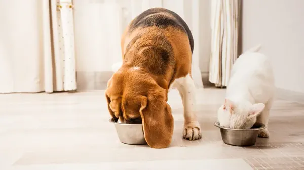 pets functional foods
