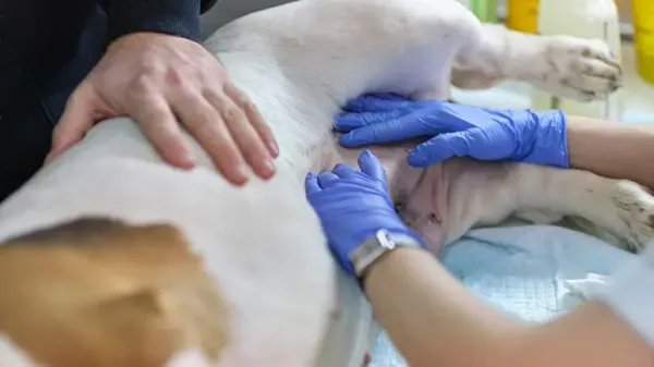 dog stomach noise