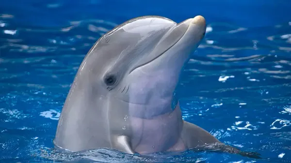 dolphins unexpected journey