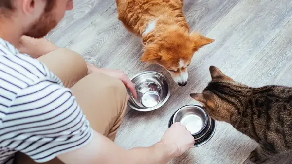 freeze dried pet foods amino acid digestibility