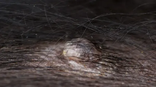 mast cell tumors in pets