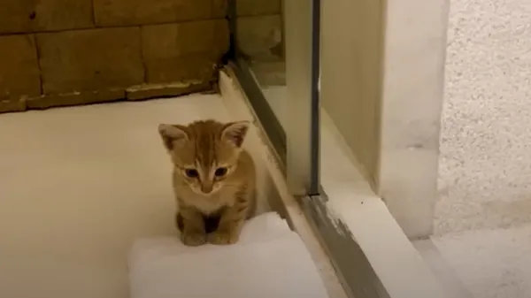 rescue turned joy a cold nights miracle