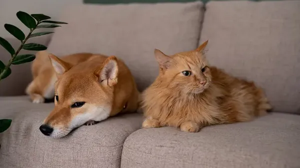 strange signs of a stressed pet