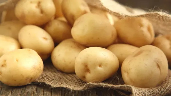 can you feed russet potato to your pets