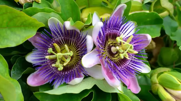 dog passionflower