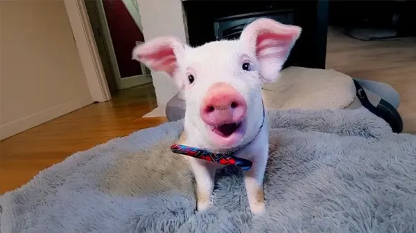 from fearful to loved a piglets firsts