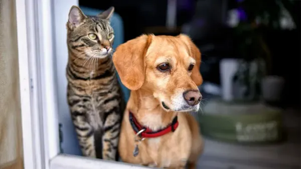 5 steps in hiring a pet sitter