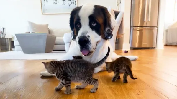 dakota thinks shes a cat