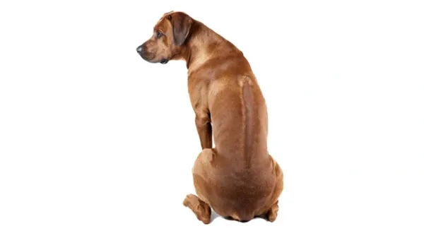 diskospondylitis