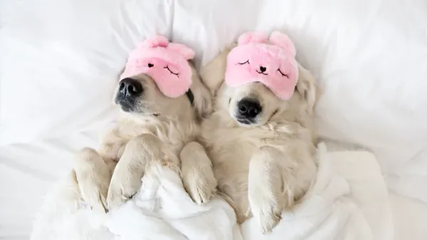 do dogs dream