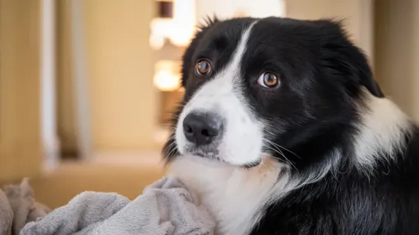 dog anxiety