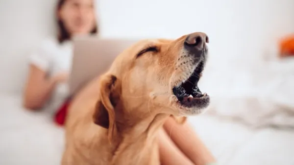 dog barking