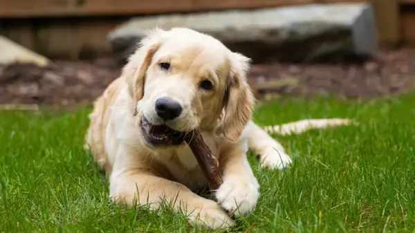 dog teeth fractures
