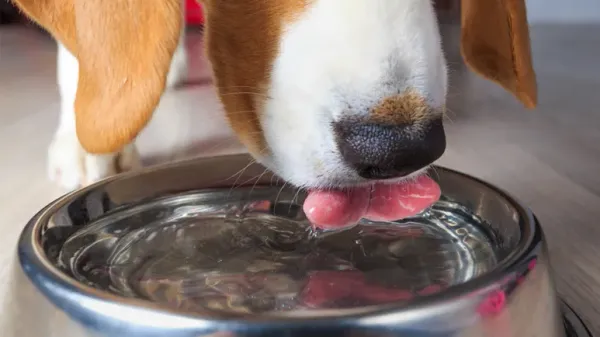 dogs sloppy drinkers