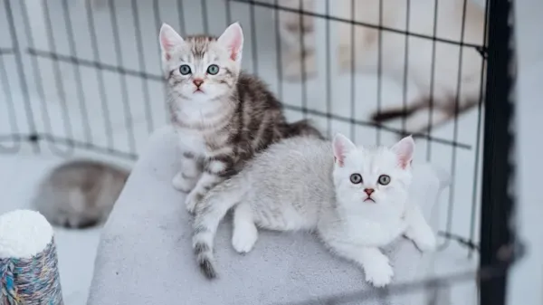 kitten nurseries