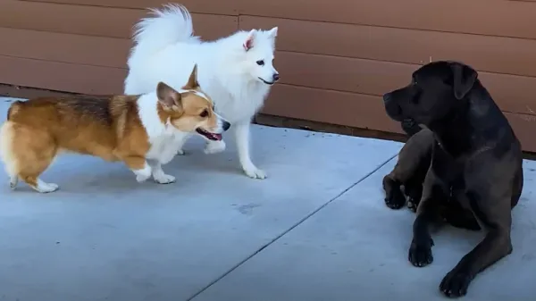 mello the porch dog finds his home