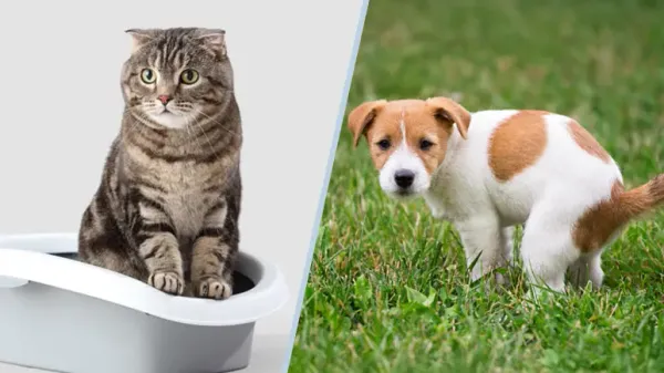 pet stool health
