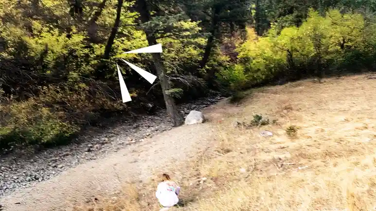 rescued in the forest