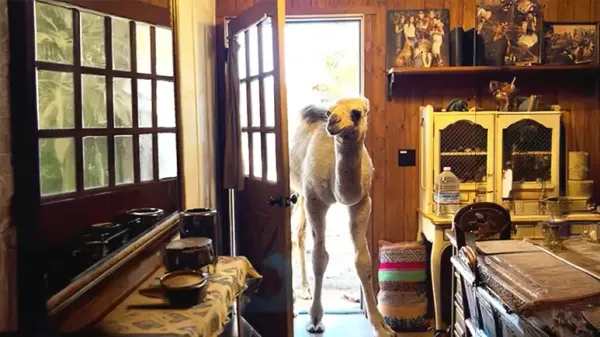albert the house loving camel