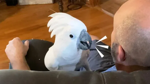 buster the bird brings out the best