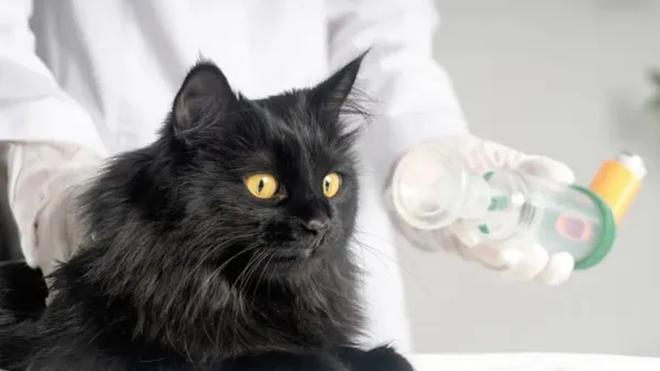 cat dyspnea