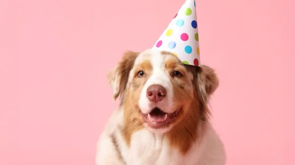 dog sense of smell