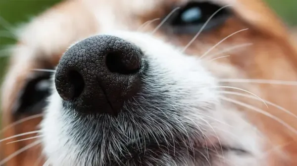 dogs whiskers