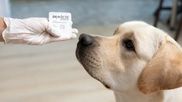 flea tick products