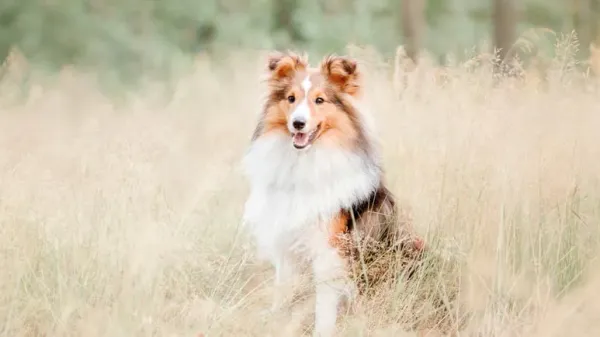foxtails and dog