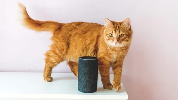 music for cats