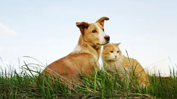 pets glyphosate exposure