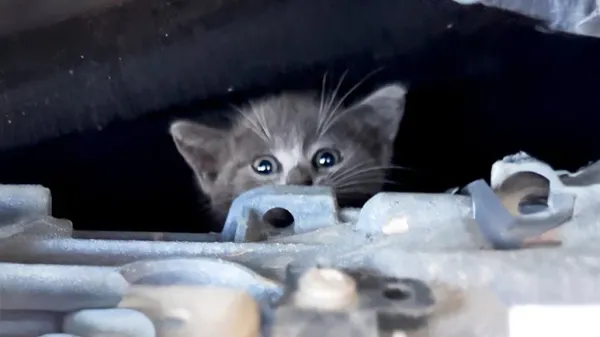 rescuing mercedes the shop cat